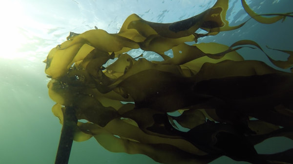 Seaweed swaying in the water as seen from below