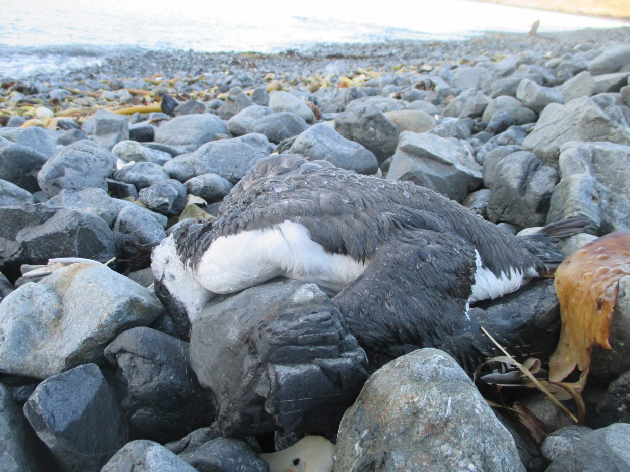 Massive bird die-off 'is an alarm' according to NMSU researcher