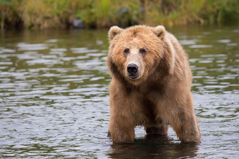 Officials Shot Three Bears Days Apart All Eating Trash On The Same Street In Kodiak Alaska Public Media
