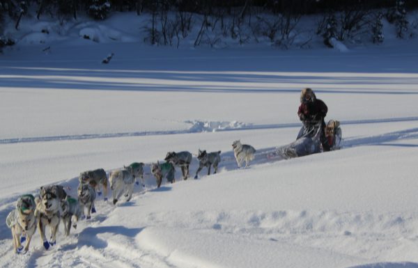 A musher drives dogs through a trail