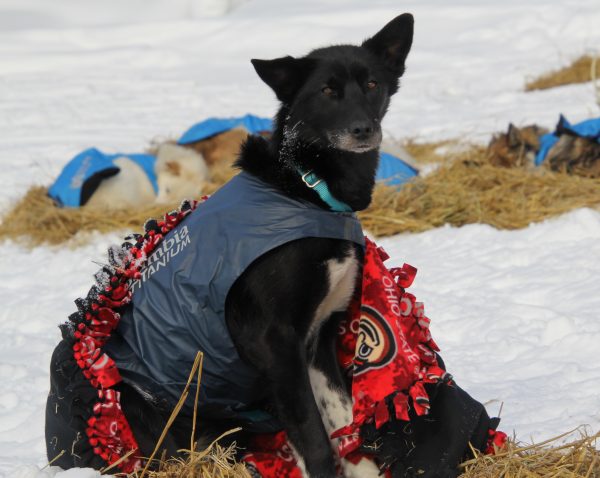 A sled dog sits up with a blanket wrapped around him outside.