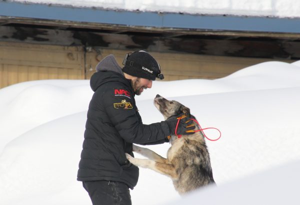 A musher cares for a sled dog on a snow day.