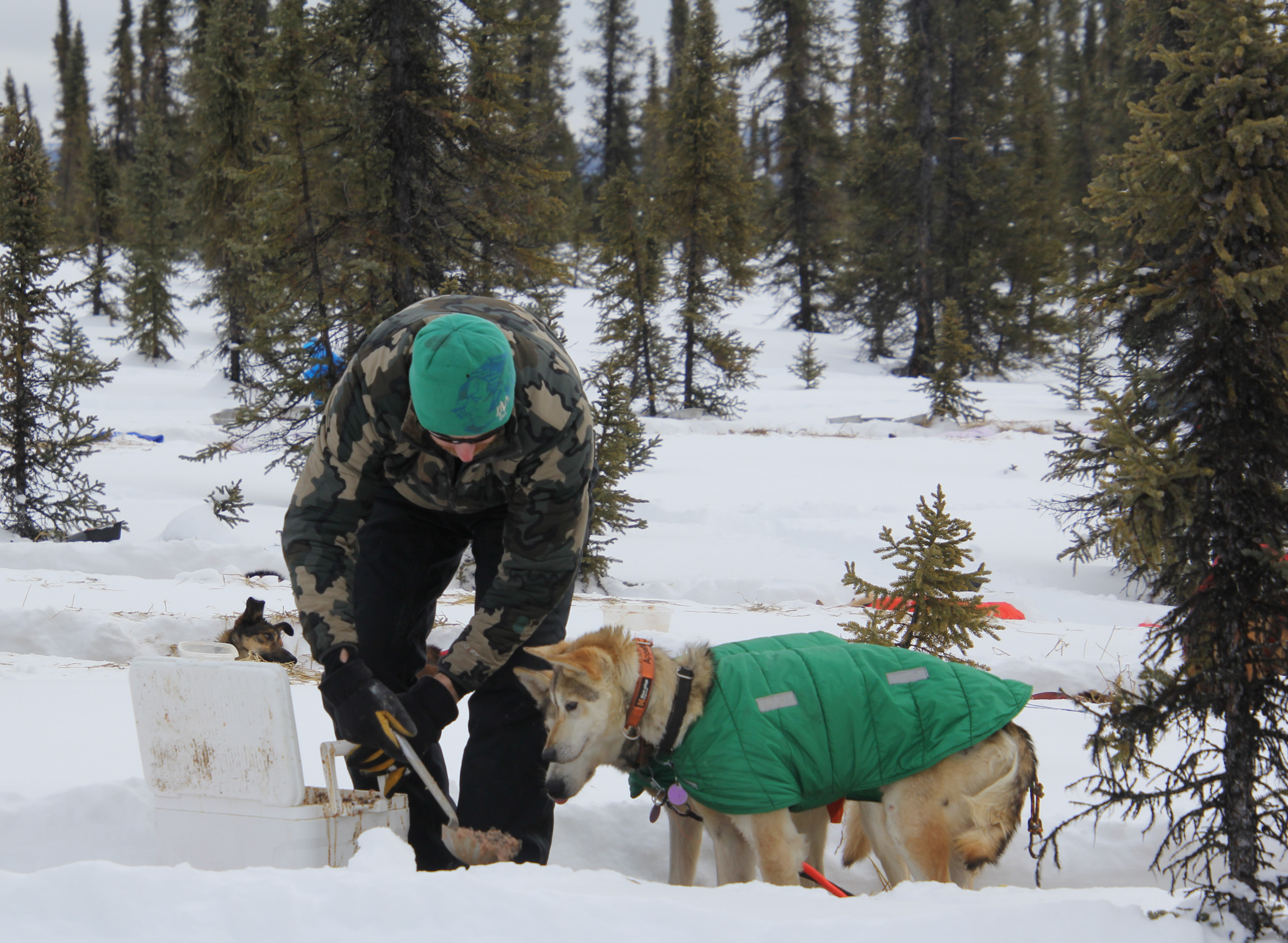 a man feeding his dogs