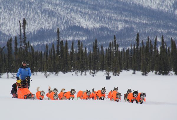 A musher sleds below a spruce tree covered mountain. Dogs are in orange vests