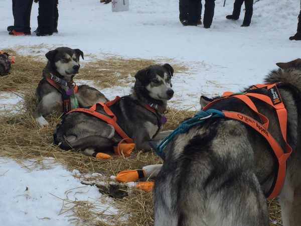 hree black and grey dogs in orange harnesses lie in straw
