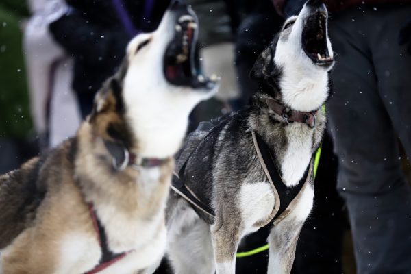 Grey and white sled dogs howl in nblack harnesses