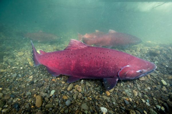 A red salmon on a rockey river bd