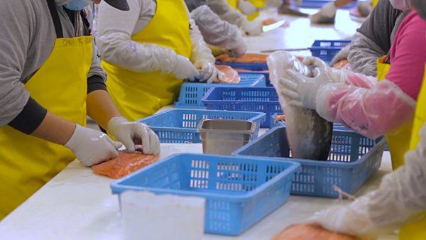 People in gloves and smocks take the bones out of fish.