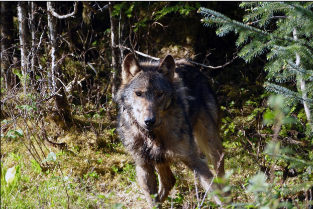 Endangered Species petition filed for Southeast Alaska wolves - Alaska ...