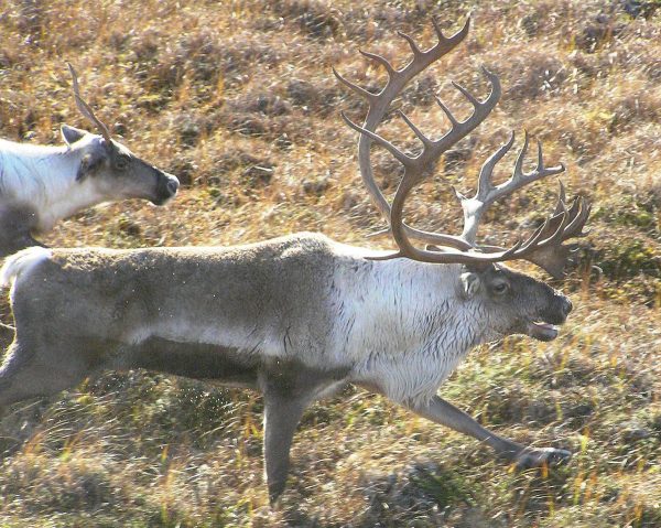 A bull and cow caribou on yellow tundra. 