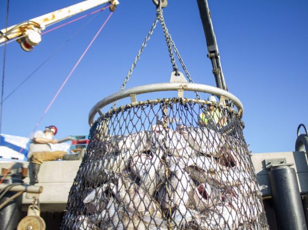 A boom hoists a circular net filled with cod fish. 