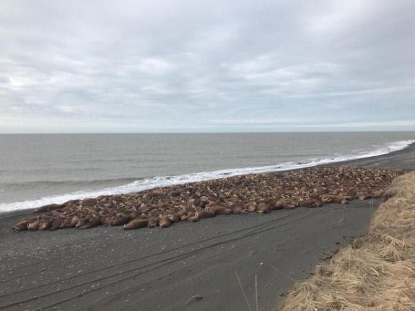 Several hundred walrus lie on a dark gray beach