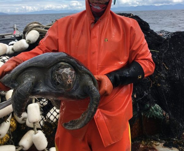 A man in orange work raingear holds a large sea turtle in front of a background of corks on a fishing net