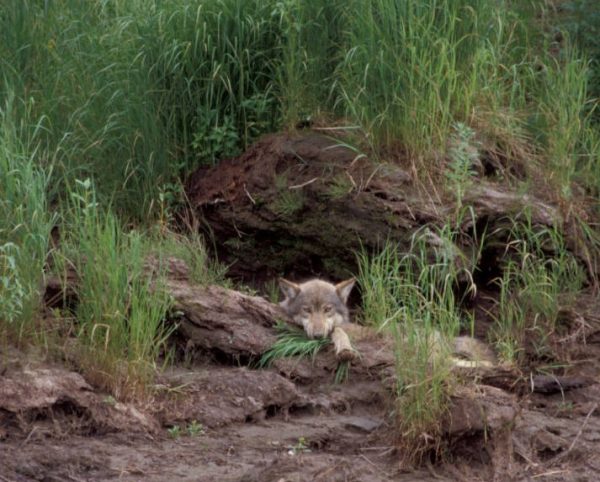 A wolf looks at a camera. It is lying in some dirt and you can only see it's head