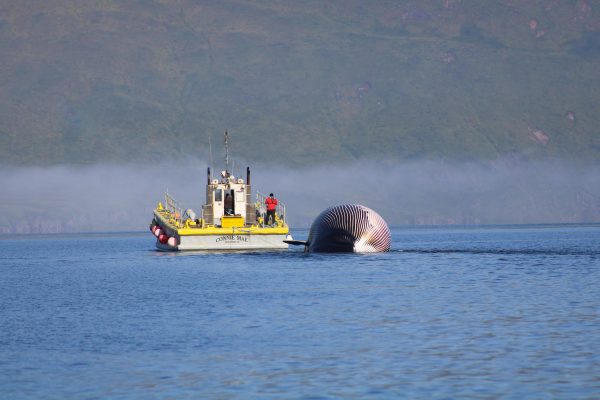 Seen from a distance, a boat pulls a abloated whale that  is half-way submerged in water