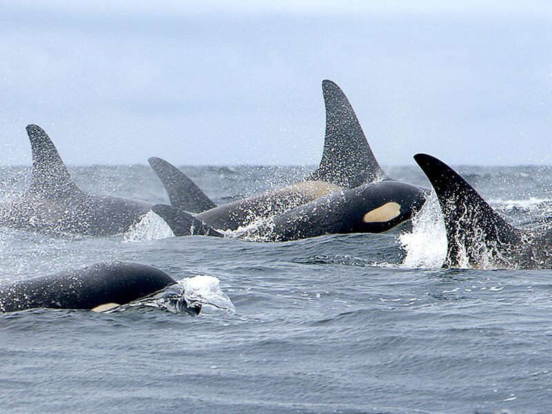 Four orcas breach