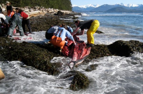 Biologists in rain gear cut up a whale on a rock with foamy waves nearby\