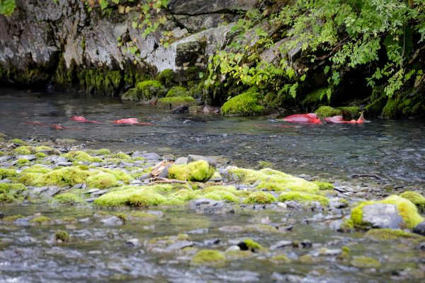 salmon in a creek