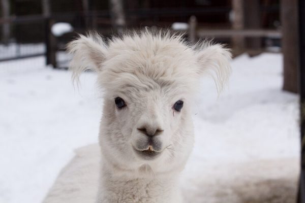 A white, fluffy headed alpaca looks directly into the camera.