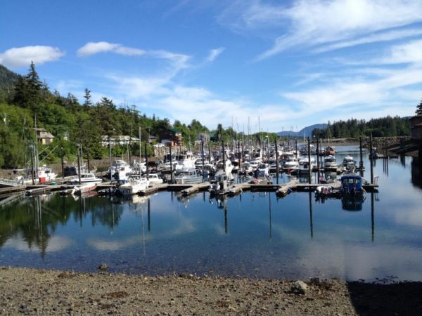 A small harbor with 30-foot fishing boats on a sunny day with large spruce trees nearby. 