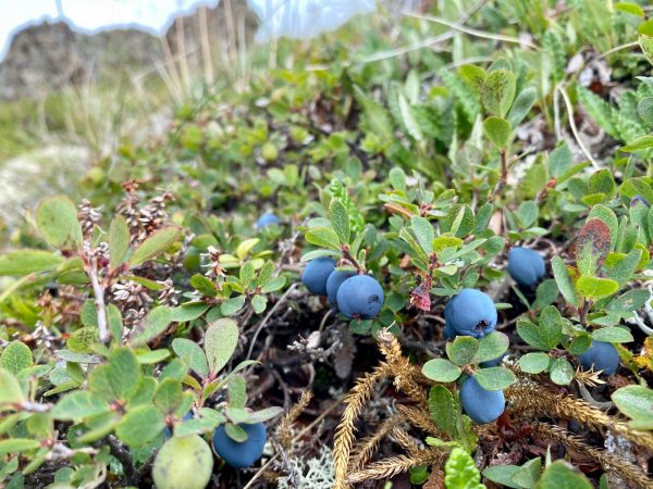 A close of up photo of wild blueberries on the vine
