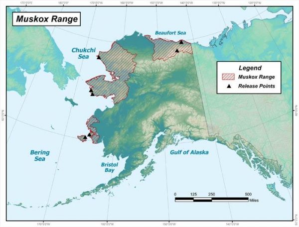 A map of Alaska showing the range of muskoz in three separate areas, the far west and Nunivak Island, the Northwest Arctic, and an area on the east end of the Norht Slope. 