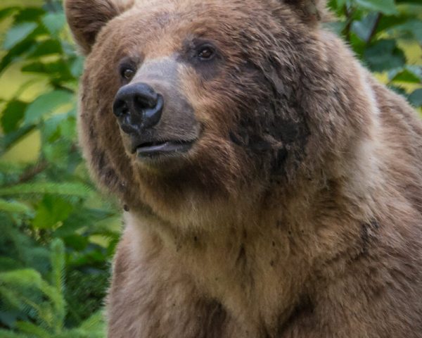 A fat brown bear's bust