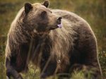 A grizzly bear eats berries near the park road on August 21, 2019.
