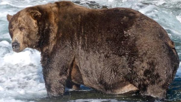 A giganticly obese grizzly bear stands knee deep in a river. 