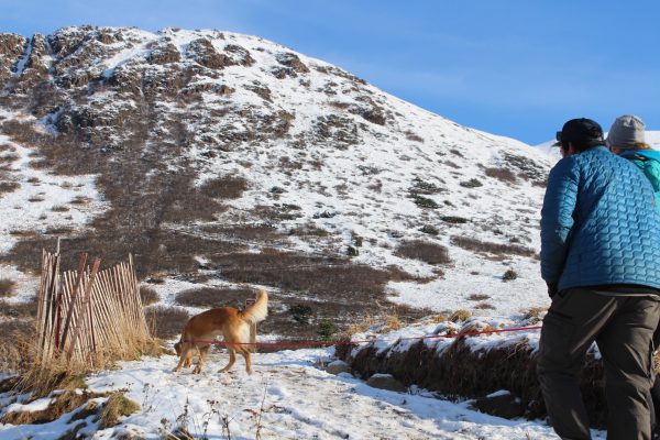 Two people in jackets walk up a trail under a snow covered mountain. A ginger dog is walking in front. 