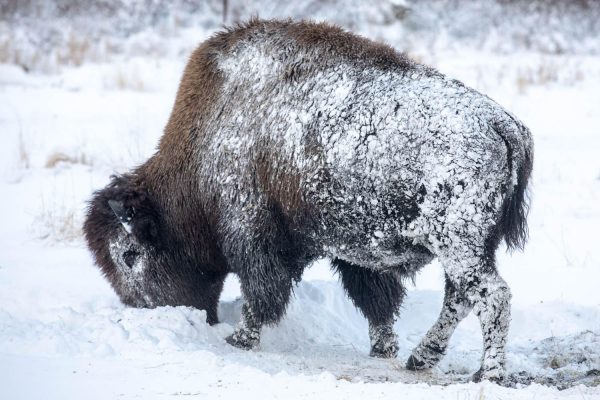 A bison eats from teh snow covered ground