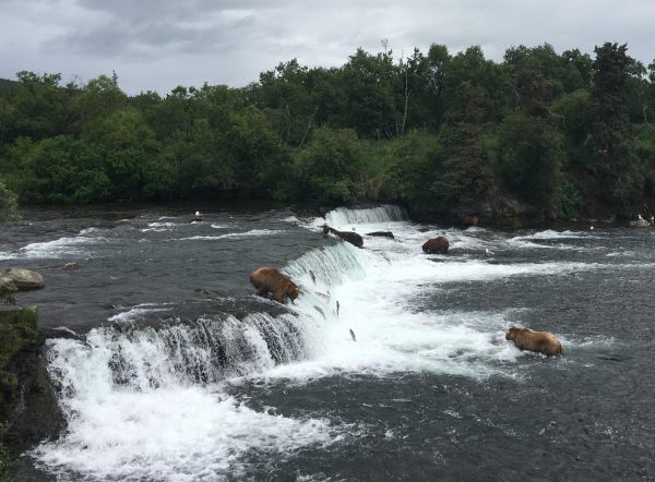 A wide waterfall with bears hunting salmon