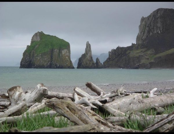 Drift wood in the foreground of a photo of a beach, greenish ocean water and jagged cliffs in the background