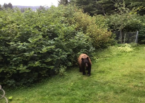A black bear emerges from a clump of alders into a grassy lawn