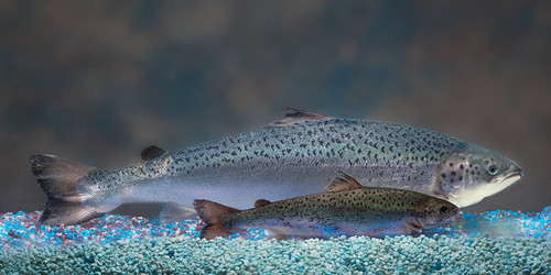 Two salmon in the water, with a much smaller one in front of a large one