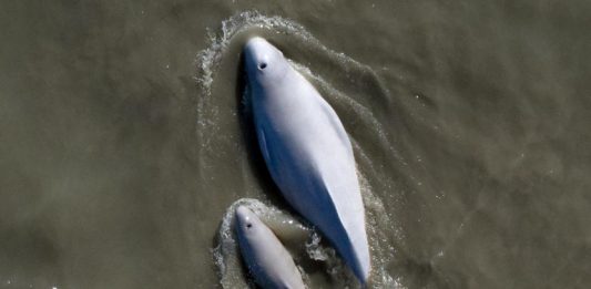 An aerial view of a beluga and a baby beluga in gray water