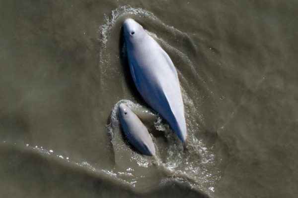 An aerial view of a beluga and a baby beluga in gray water