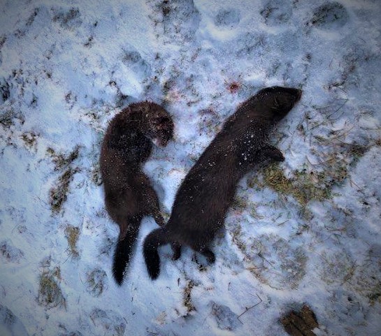 Two dead mink lieon the snow