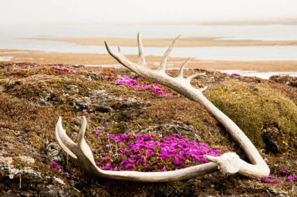 A caribou lying on tundra on purple wildflowers