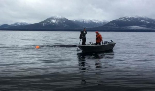 Two peopl on a small skiff help untangle a whale