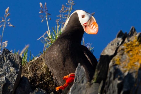 A tufted puffin sits in its burrow on the coastline of the Kodiak National Wildlife Refuge during summer. 