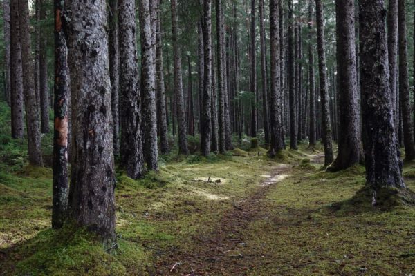 A path leads through a dense forest.