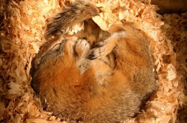 A hibernating arctic squirrel