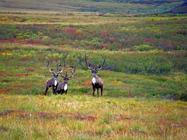 Three caribou stand on the tundra.