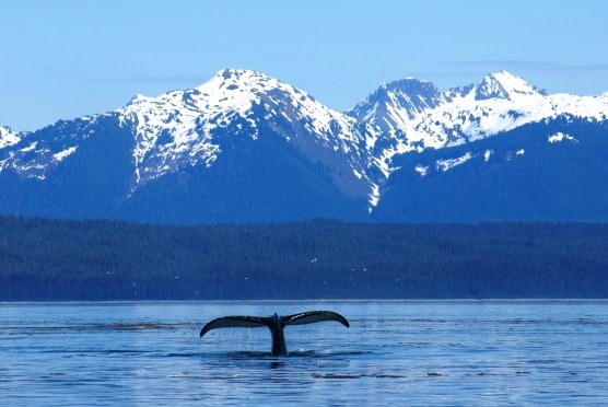 A whale tale above the water in front of mountains