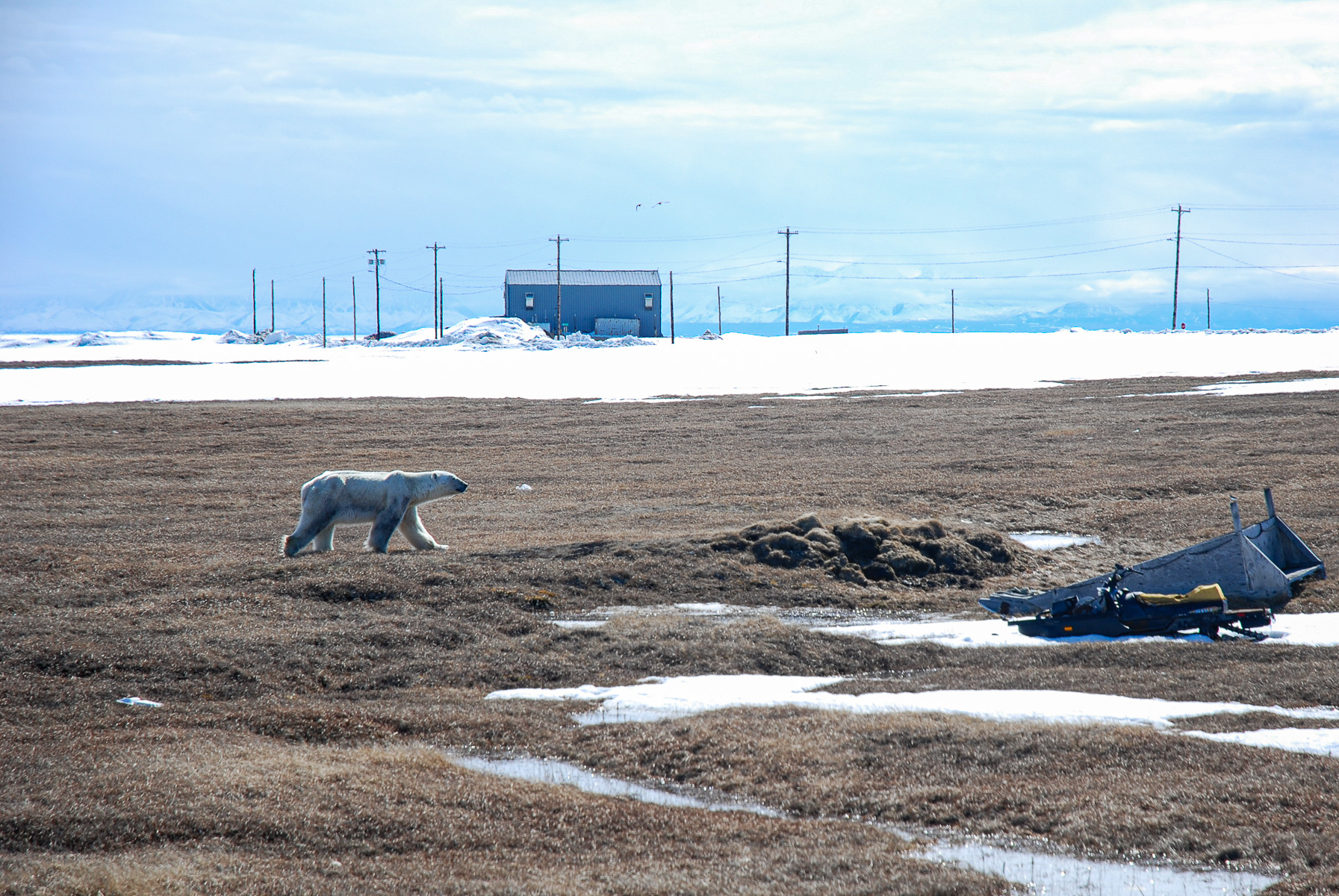 a polar bear walks along the edge of a town. a building in the background and a snowmachine in the foreground