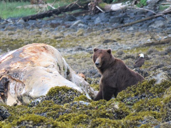 A brown bear feeds on a whale carcass on Admiralty Island