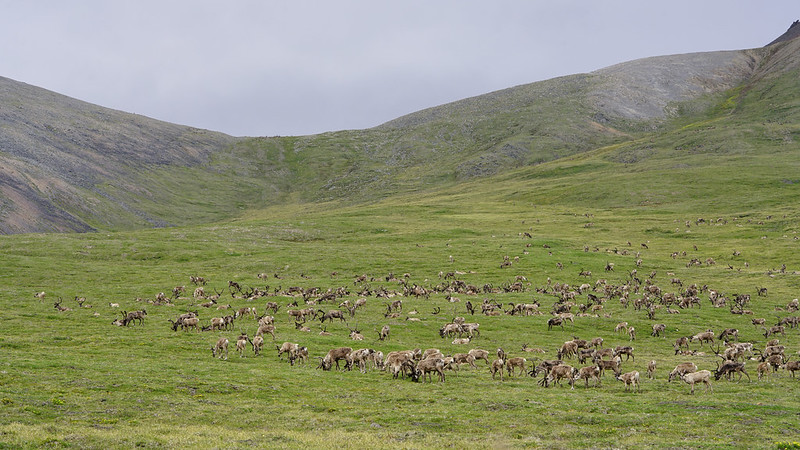 a herd of caribouo eat grass in some rolling hills