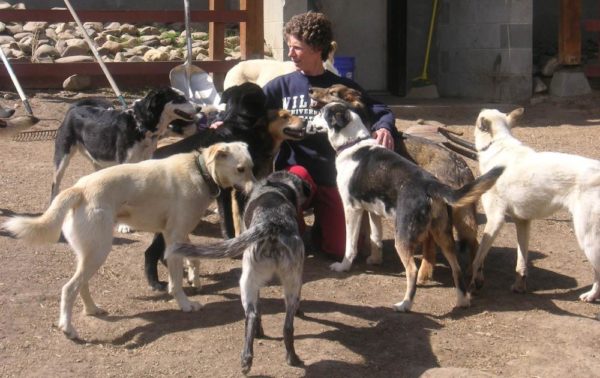 A woman with short curly hair pets dogs that are surrounding her