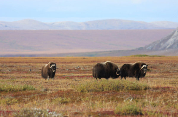 A small heard of musk ox in field with low mountains around